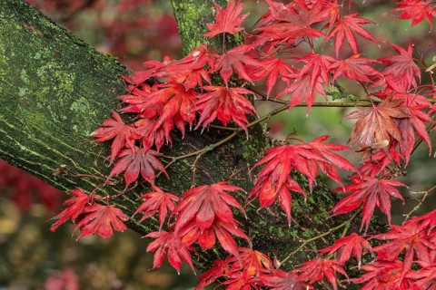 Japanese fan maple