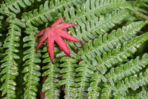 Leaf of the Japanese fan maple
