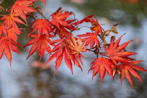 Japanese fan maple