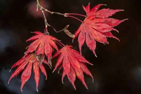 Japanese fan maple
