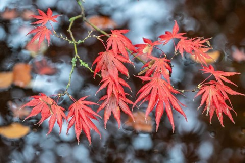 Japanese fan maple