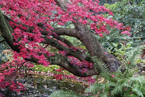 Japanese fan maple
