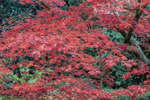 Japanese fan maple
