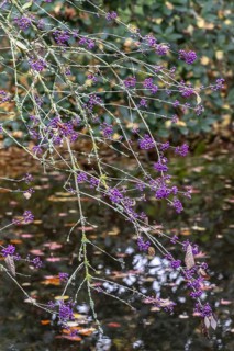 Bodinier's beautyberry