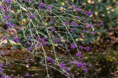 Bodinier's beautyberry