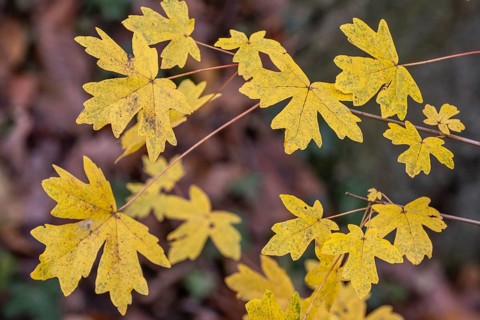 Field maple