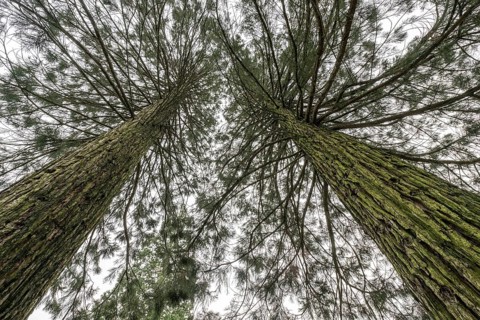 Mountain sequoias
