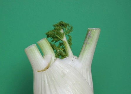 Fennel vegetables food