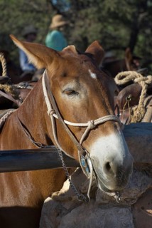 Mule