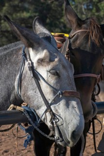 Mule