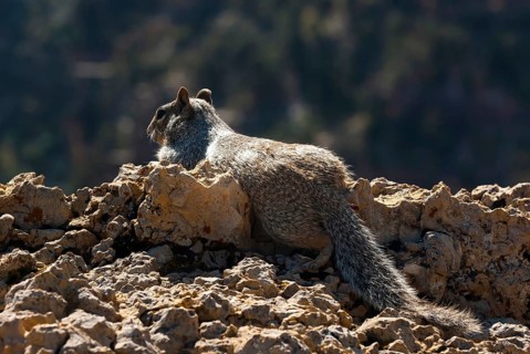 Ground squirrel