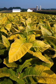 Tobacco field