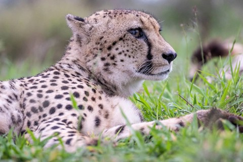 Cheetah