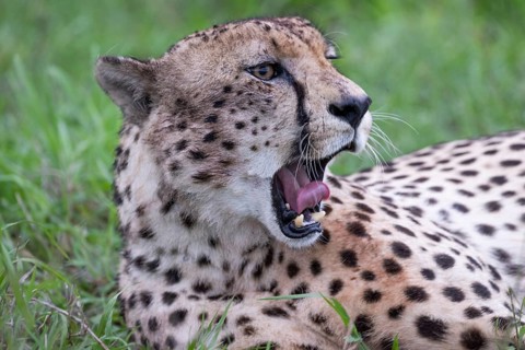 Cheetah