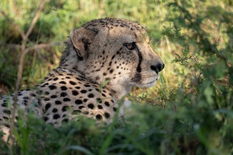 Cheetah