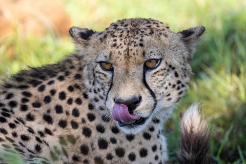 Cheetah