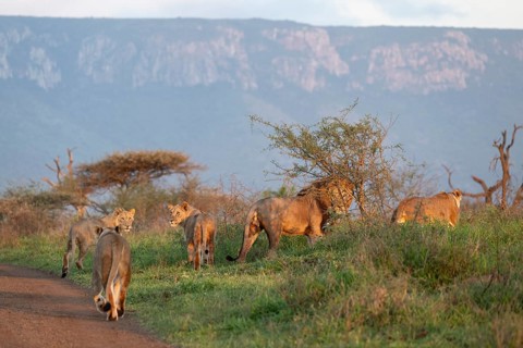 Lions