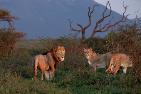 Lions