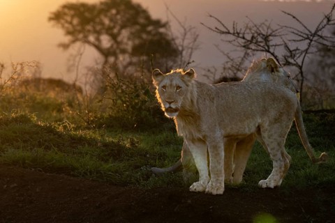 Lion