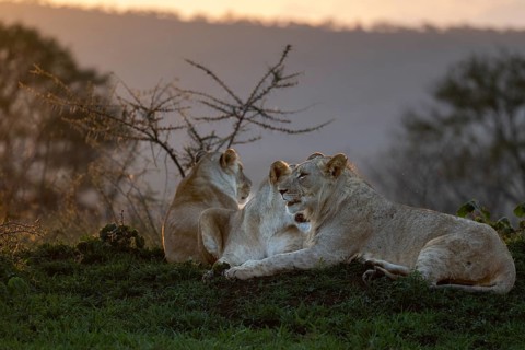Lions