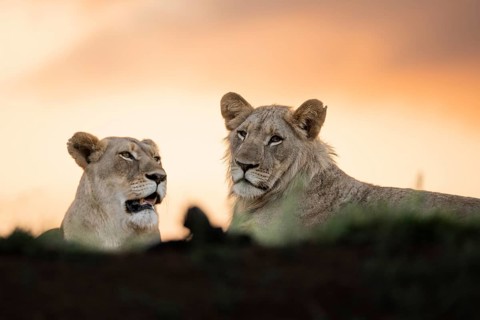 Lions