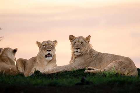 Lions