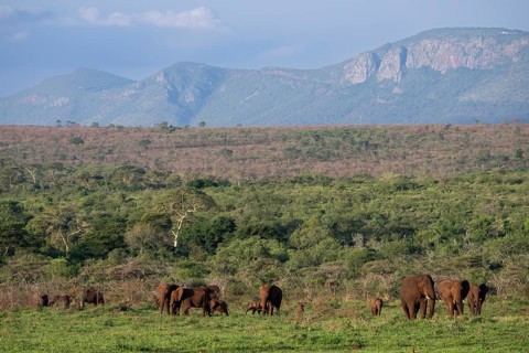 African elephants