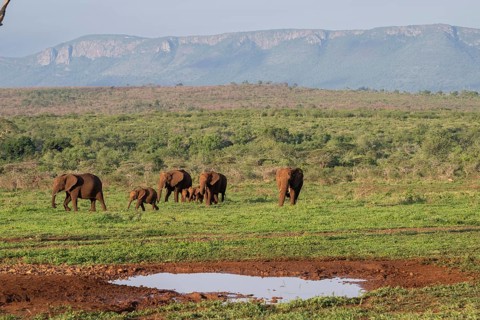 African elephants