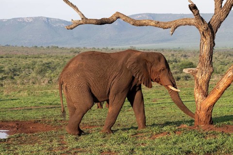African elephant