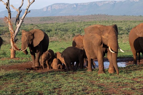 African elephants