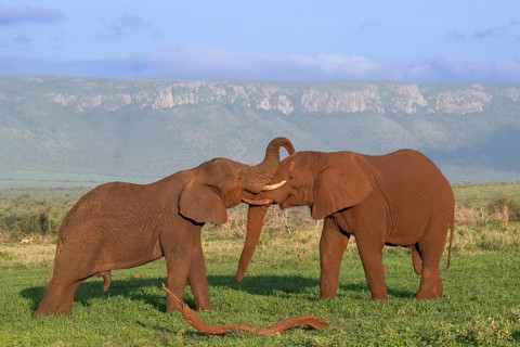 African elephants
