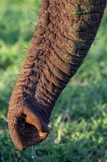 African elephant
