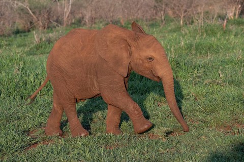 African elephant