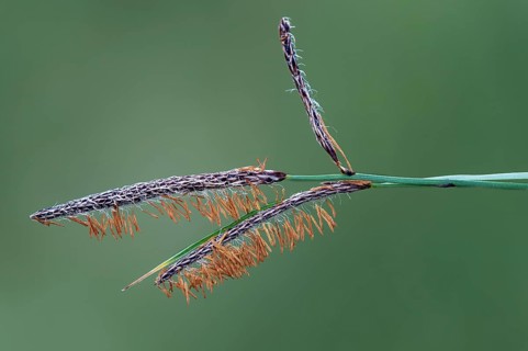 Male flowers of the carnation sedge