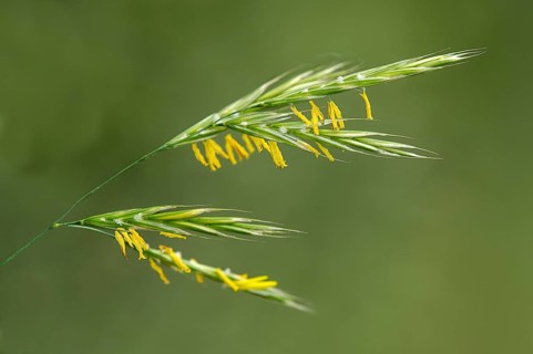 Inflorescence of common couch grass