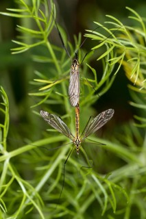 Mating of a Nephrotoma
