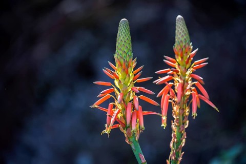 Flower of the rock aloe
