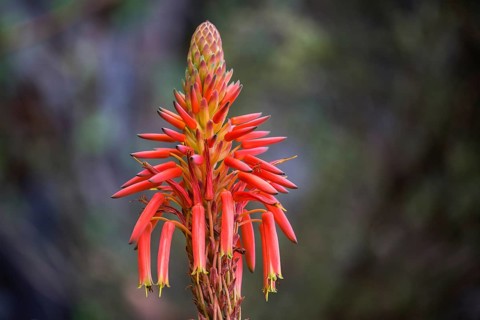 Flower of the rock aloe