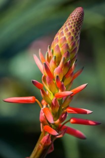 Flower of the rock aloe
