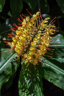 Kahili ginger