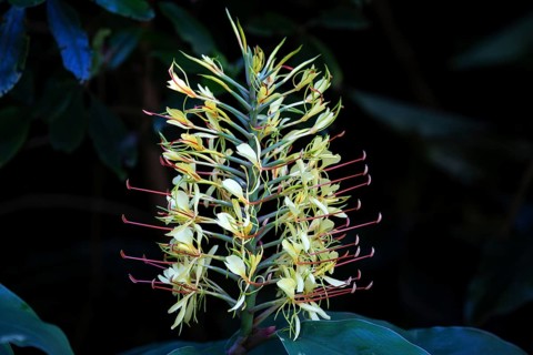 Kahili ginger