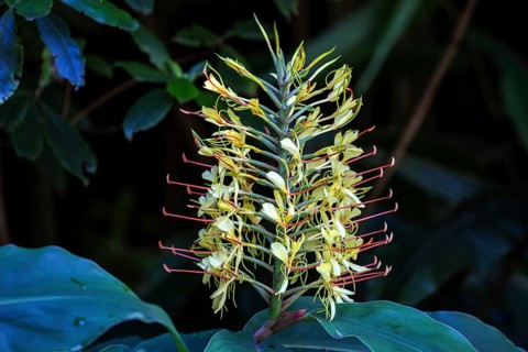 Kahili ginger