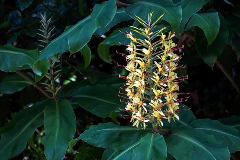 Kahili ginger
