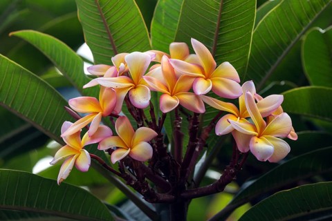 Red frangipani