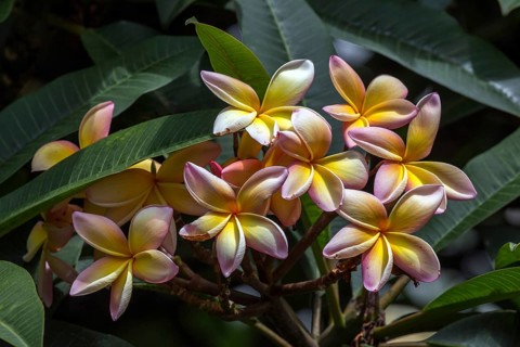 Red frangipani