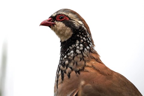Red-legged partridge