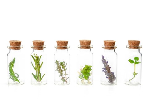 Aromatic plants in a glass jar isolated on a white background