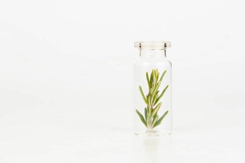 Close-up of a glass jar with branches of fresh rosemary isolated on a white background