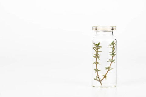 Close-up of a glass jar with sprigs of fresh thyme isolated on a white background