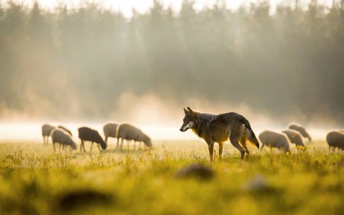 A gray wolf